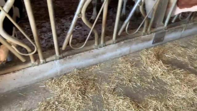 Niğde haberleri! Niğdeli Besici : Bir Yıl Daha Dişimi Sıkacağım, Seneye de Böyle Oldu mu Bitireceğiz