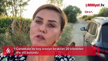 Korkunç olay! Boş araziye bırakılan 20 köpekten 6'sı ölü bulundu