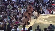 Divisions' Yusho Award ceremony - Nagoya 2022, Day 15