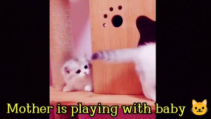 Very beautiful Cats and Cat funny videos|| screen text is english