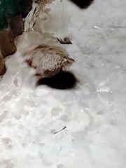 When chicken is crazy. cock new video. animals new video. Muroger video. Fu Orpon