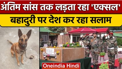 J&K: Indian Army के डॉग Axel ने आतंकियों से लोहा लेते हुए दी अपनी जान | वनइंडिया हिंदी | *News
