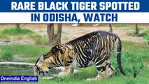 Odisha: Rare black tiger sighted in Odisha's Simplipal National Park | Oneindia news *News