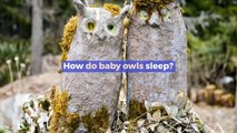How do owl sleep || How owl sleep || how baby owl sleep || do owls sleep upside down