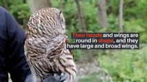 Horned owl || horned owl facts || horned owl behavior || horned owl dream meaning || horned owl eyes