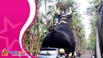 Viral, Lembu Ngaben Raksasa di Desa Antiga, Karangasem