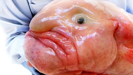 What Is a Blobfish? 🐟