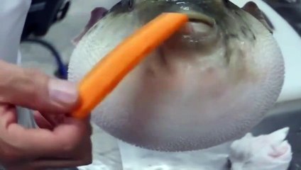 Fugu Puffer Fish Eating Carrot!