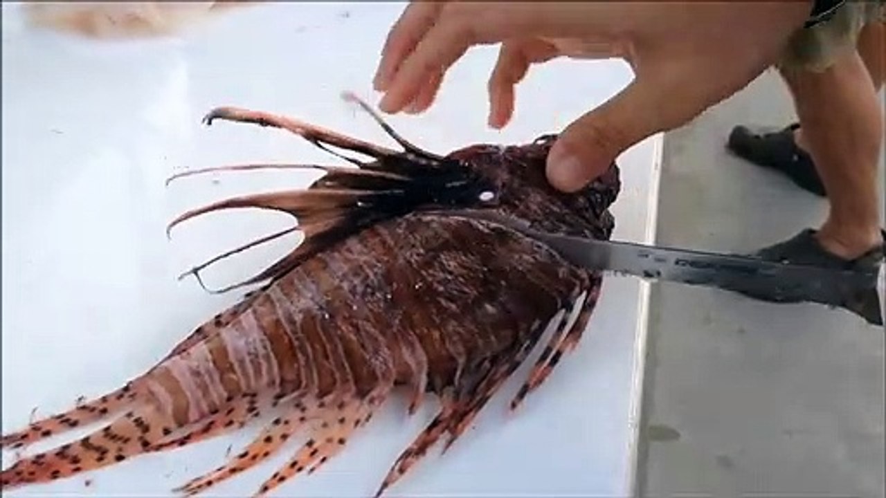 How to Fillet Lionfish Dailymotion Video