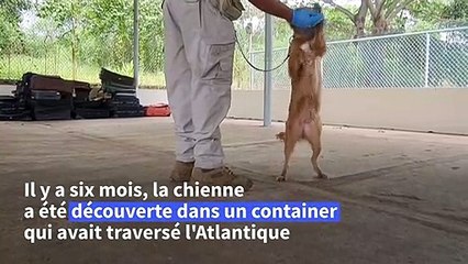 Au Panama, une chienne sauvée après 40 jours passés dans un conteneur