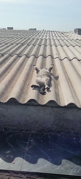 Relaxed Kitty Soaks Up the Sun