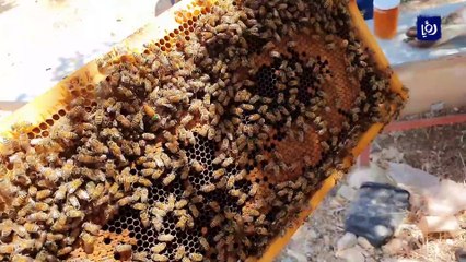 بدر الخوالدة.. أردني بدأ مشروعه بخليتين لتربية النحل واليوم يملك 50 خلية