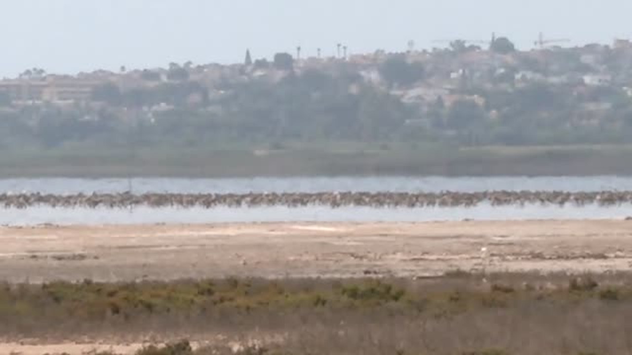 La cría de flamencos en la laguna rosa de Torrevieja florece un año más