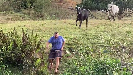 Man Narrowly Escapes Charging Cattle
