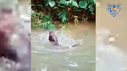 Dog vs Monkey. Funniest moments.  When Dog wanna cry.