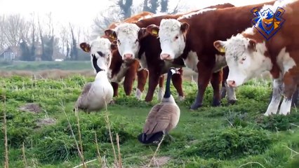 Angry Goose attack. Knockout everyone. How to stop laughing