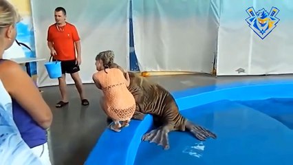 Funny animal attack. When you laugh until tomorrow.