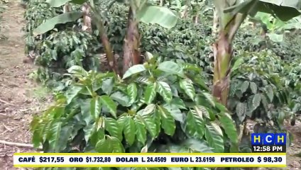 Fincas de café de Azabache se convierten es una de las más productoras del mundo