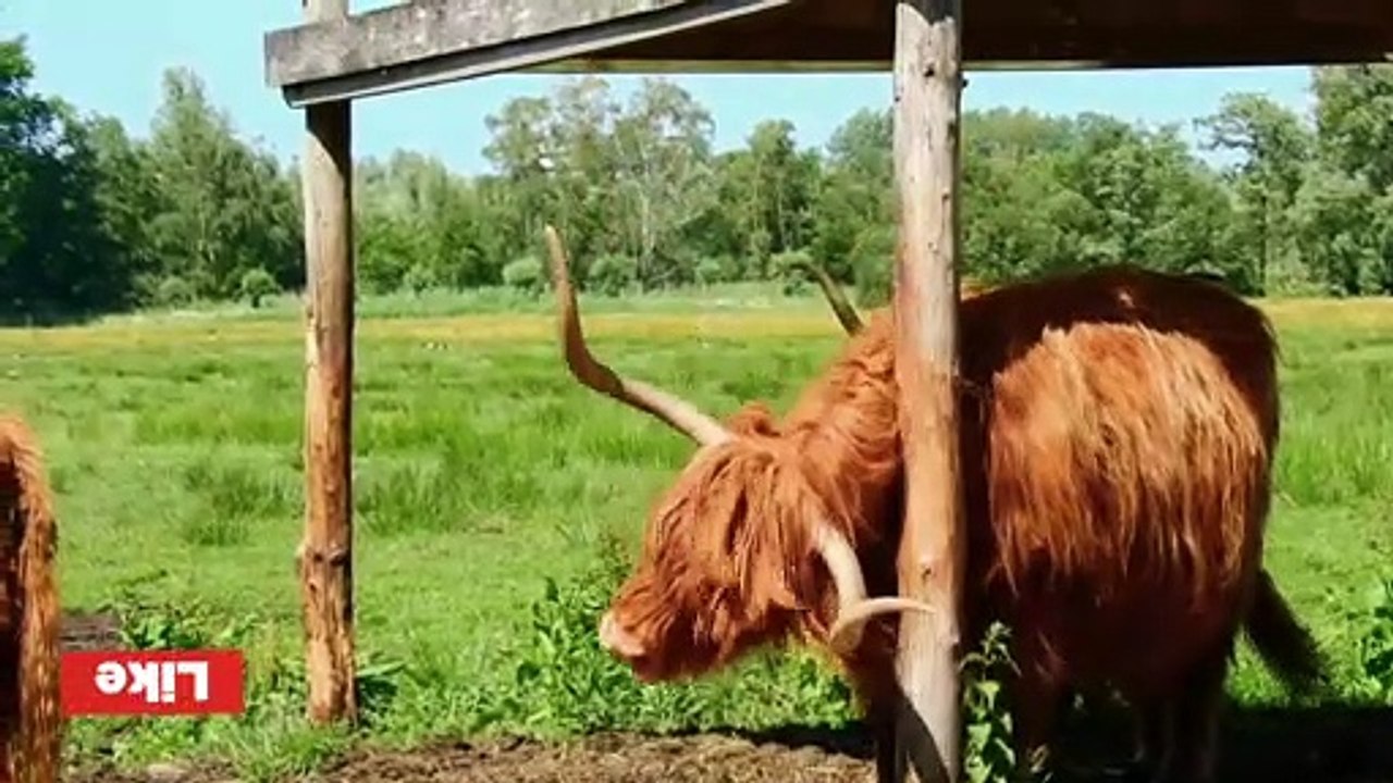 See what the animal is doing.