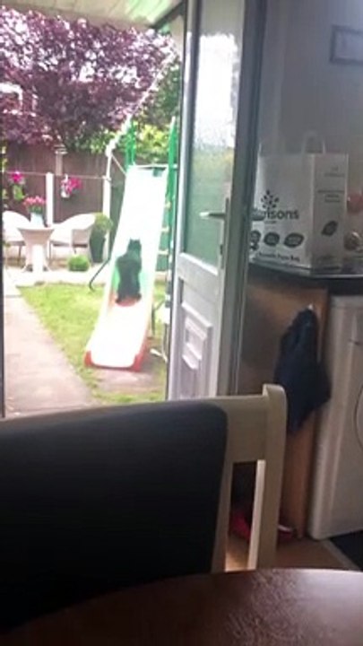 Curious Kitty Plays on Child's Slide