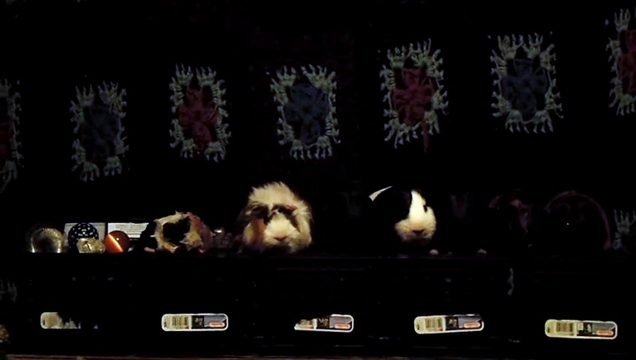 CAVIA PORCELLUS DAVID 102_8615