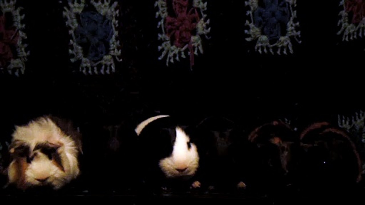 CAVIA PORCELLUS DAVID 102_8616