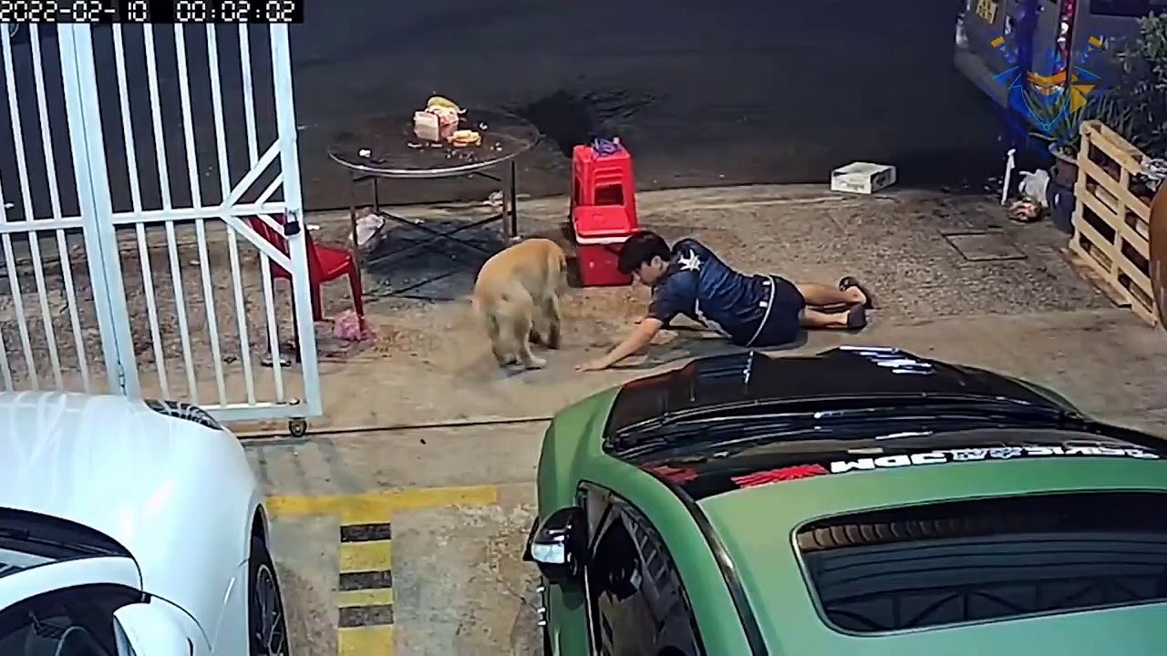 Dog prank on people. Laugh all day with pet. Funny moments.