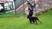 Dog Walking Training with Rottweiler & Doberman - Which one better