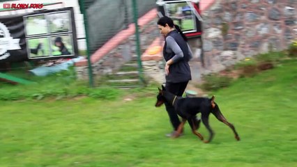 Dog Walking Training with Rottweiler & Doberman - Which one better