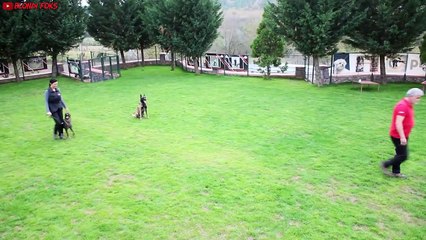 Best Belgian Malinois Training Ever (His name is Medox)