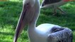 10 Most Amazing Bird Attacks Caught on Camera - Birds Eating Other Animals - Blondi Foks