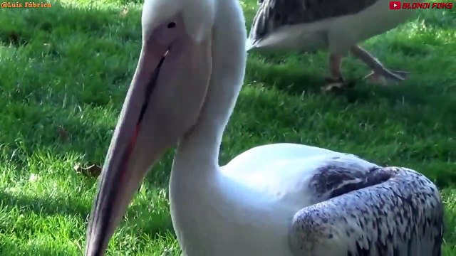 10 Most Amazing Bird Attacks Caught on Camera - Birds Eating Other Animals - Blondi Foks