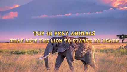 Top 10 Prey Animals That Left The Lion To Starve To Death - Last Moments of a Lion - Blondi Foks
