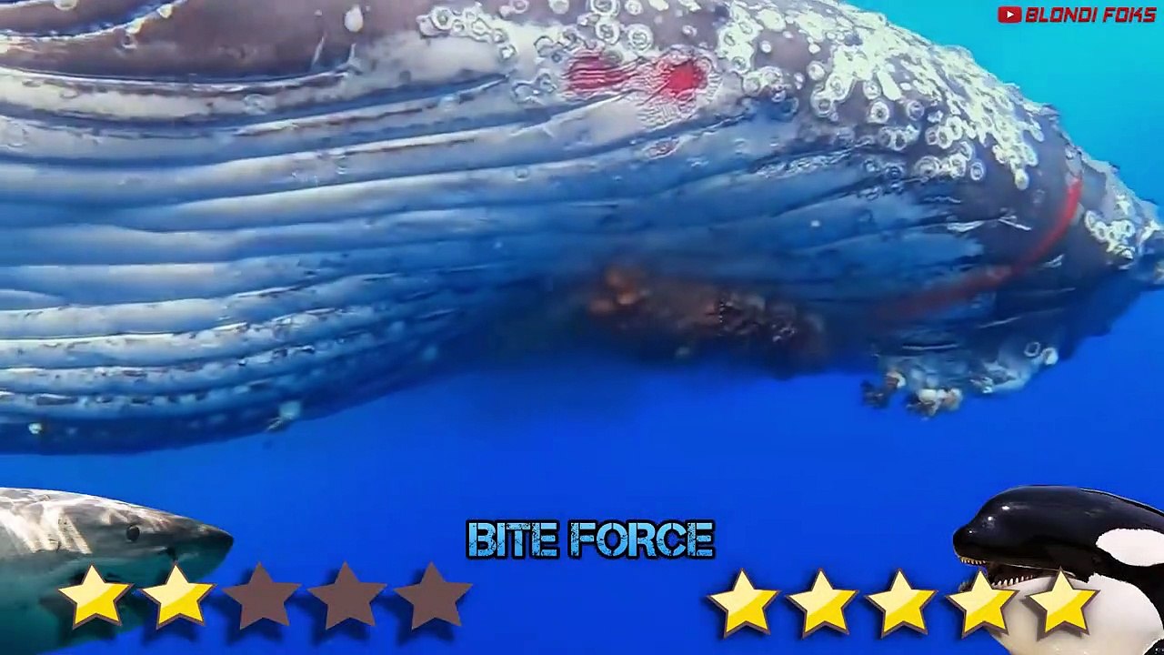 ORCA VS GREAT WHITE SHARK - Shark VS Killer Whale - Blondi Foks