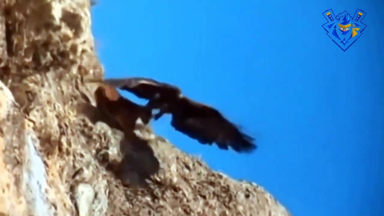Eagle attack & hunt. Best moments ever.