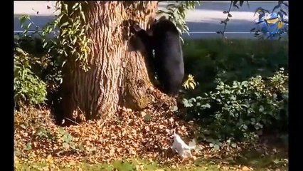 Funny animal attack. When size doesn't matter.