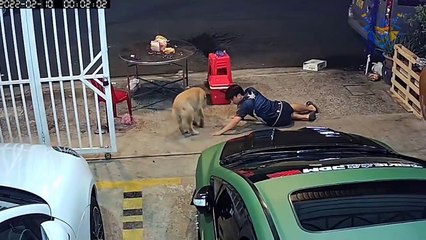 Dog prank on people. Laugh all day with pet. Funny moments.