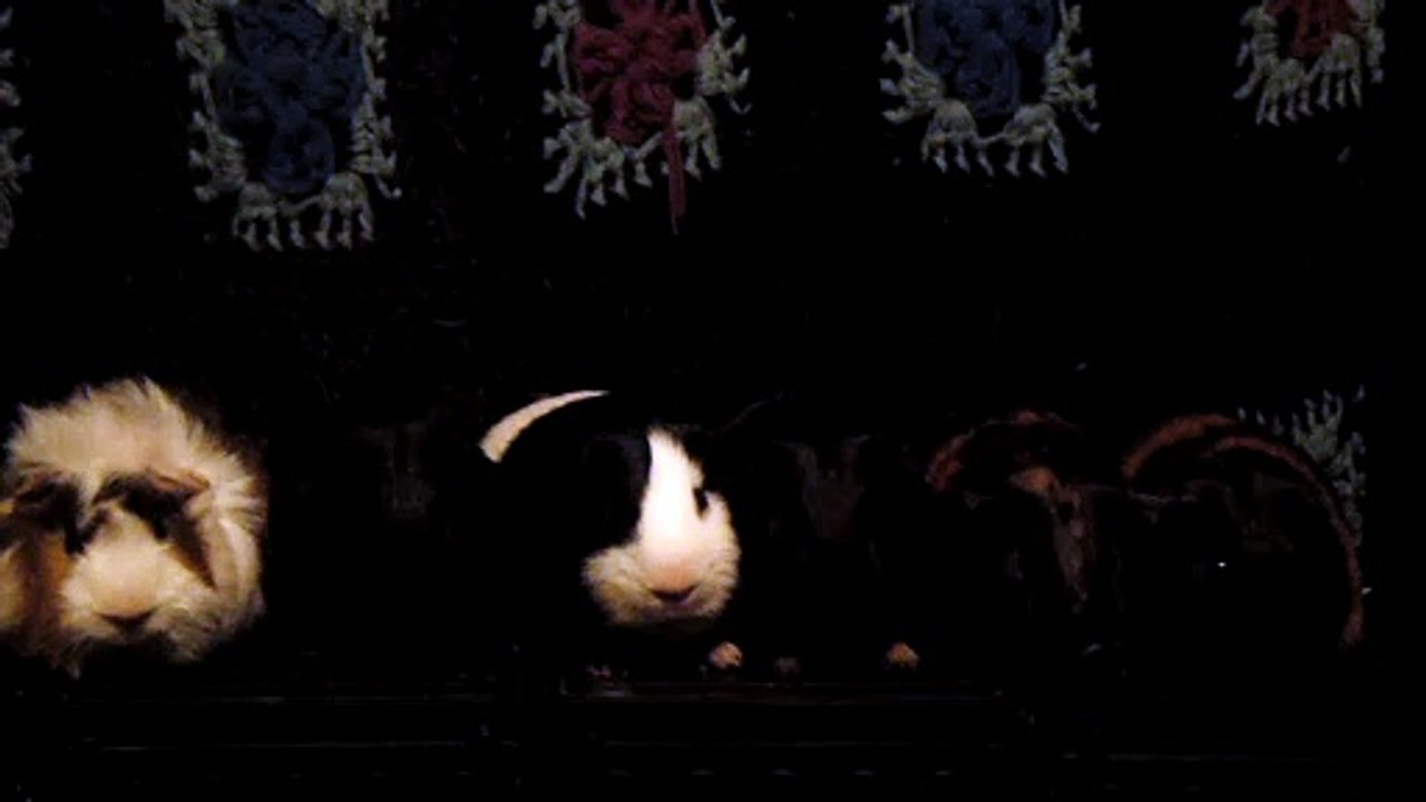 CAVIA PORCELLUS DAVID 102_8617
