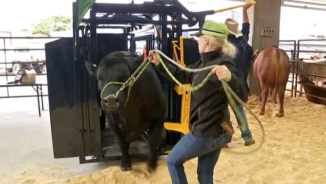 Ekka organisers ramp up biosecurity measures against foot-and-mouth disease