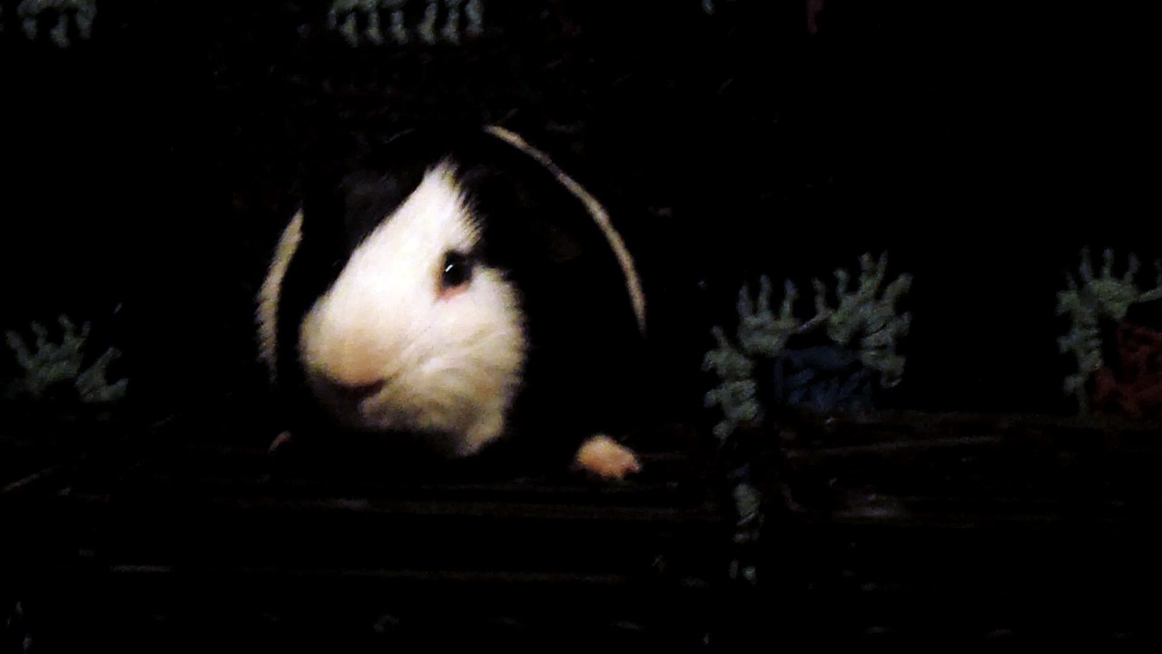 CAVIA PORCELLUS DAVID 102_8622