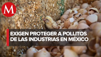 Pollitos sufren de maltrato en incubadoras