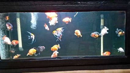 Gold Fish on My Giant Fiber Tank