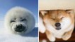 Cute baby animals Videos Compilation cute moment of the animals - Dog and Cat SOO Cute #4