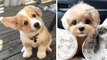 Cute Puppies Doing Funny Things, Cutest Puppies in the Worlds ♥ Cutest Dogs