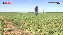 Les agriculteurs obligés de réduire leur consommation d'eau au détriment de leurs récoltes