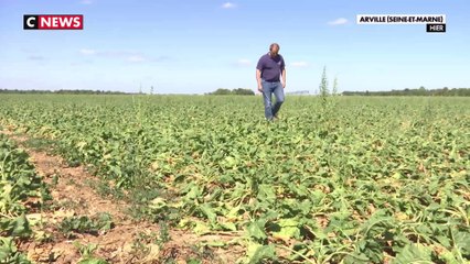 Les agriculteurs obligés de réduire leur consommation d'eau au détriment de leurs récoltes