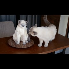 Cat Reaction to Cake that is similar to cat