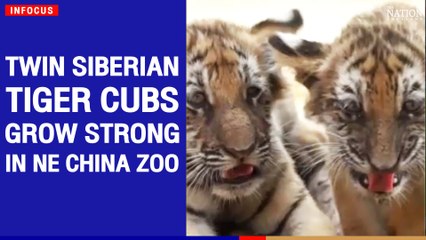 Twin Siberian tiger cubs grow strong in NE China zoo | The Nation