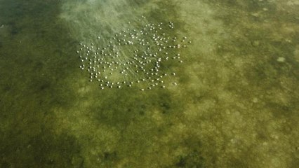 Arin Gölü'nün renkli misafirleri