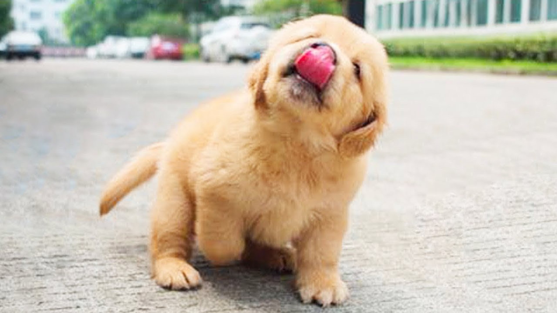 Golden retriever sale puppy funny